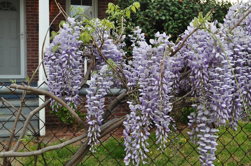Floral Arbors