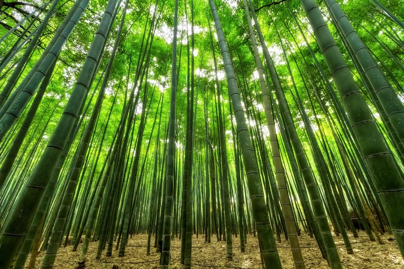 Bamboo Forest, Japan